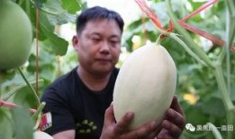 黑料不打样 寿光网红大瓜,黑料不打样，大瓜连连爆